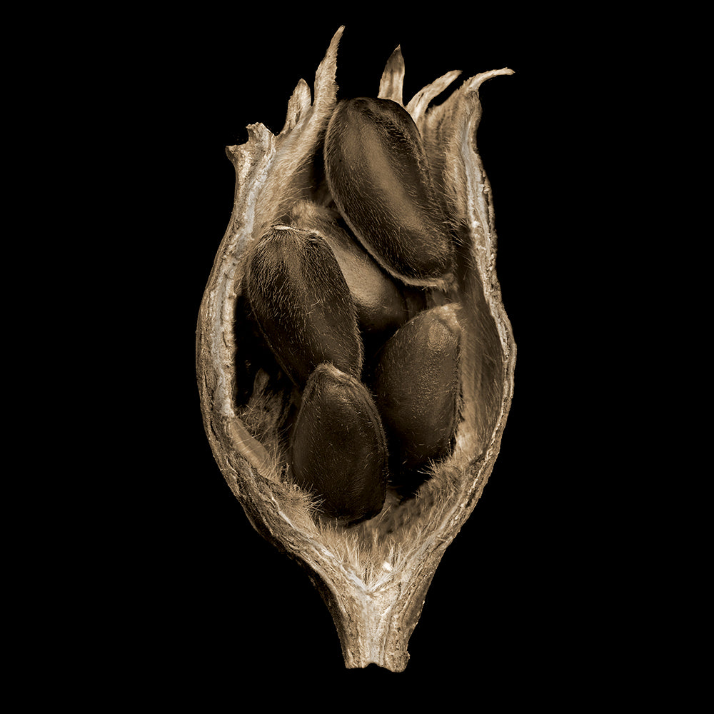 Botanical photography 'POD-3524' - Digital Photo Allan Baillie