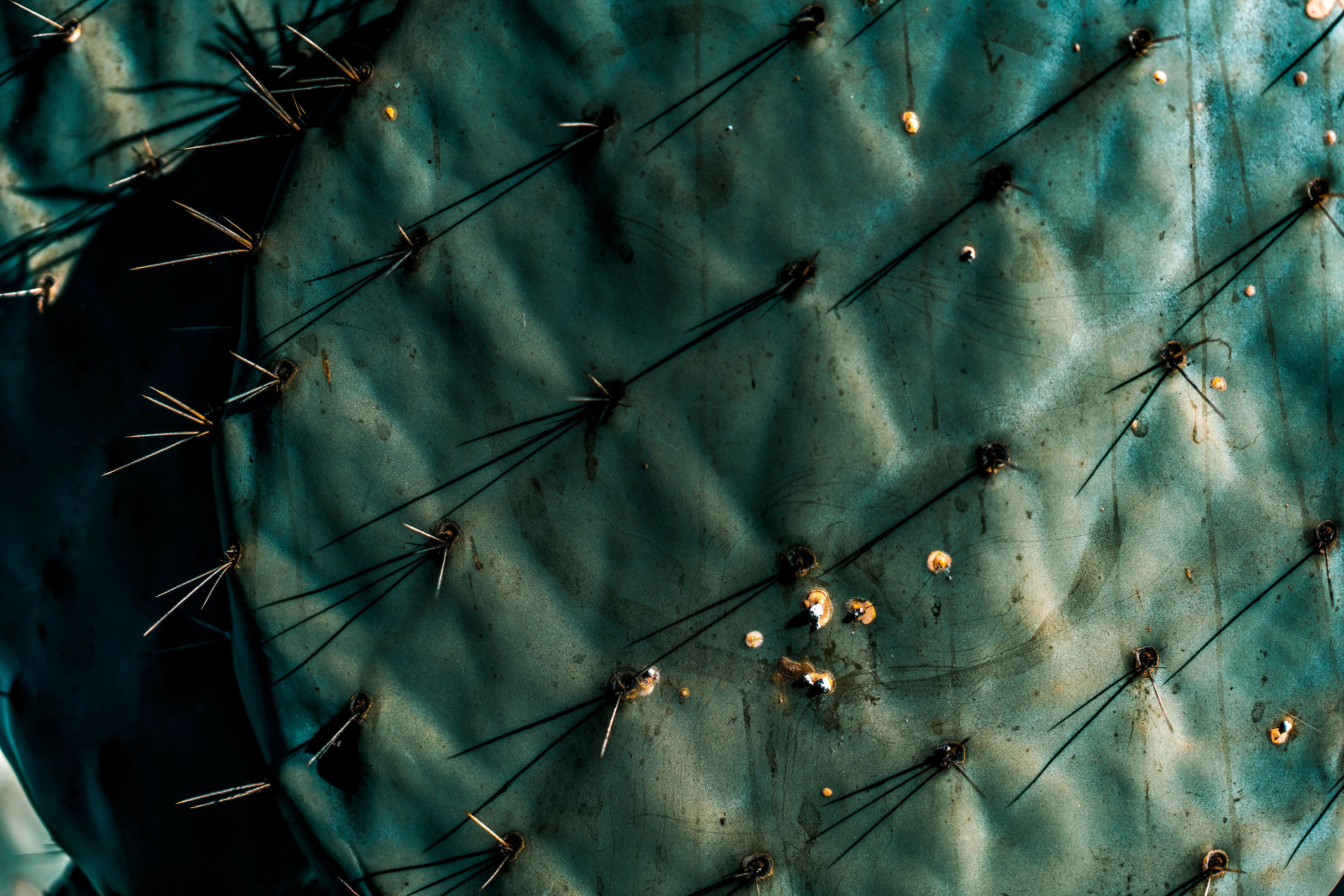 Photography Prints 'Nopal Azul' Reed Decker