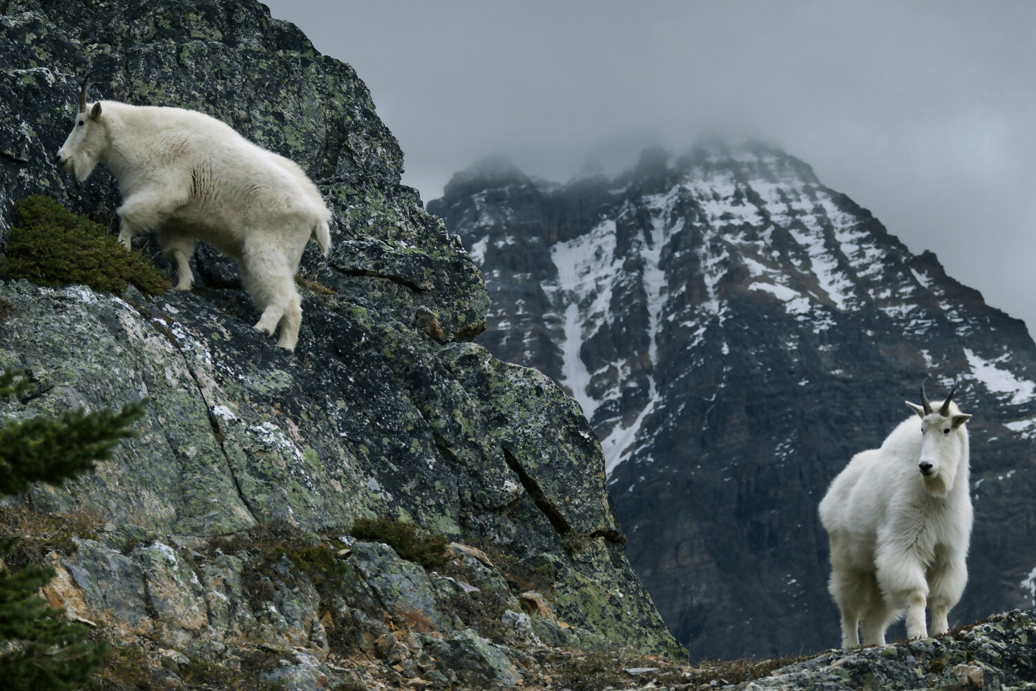 Photography Mountain Goats, near Lake Victoria, Yoho National Park, Canada Peter Essick