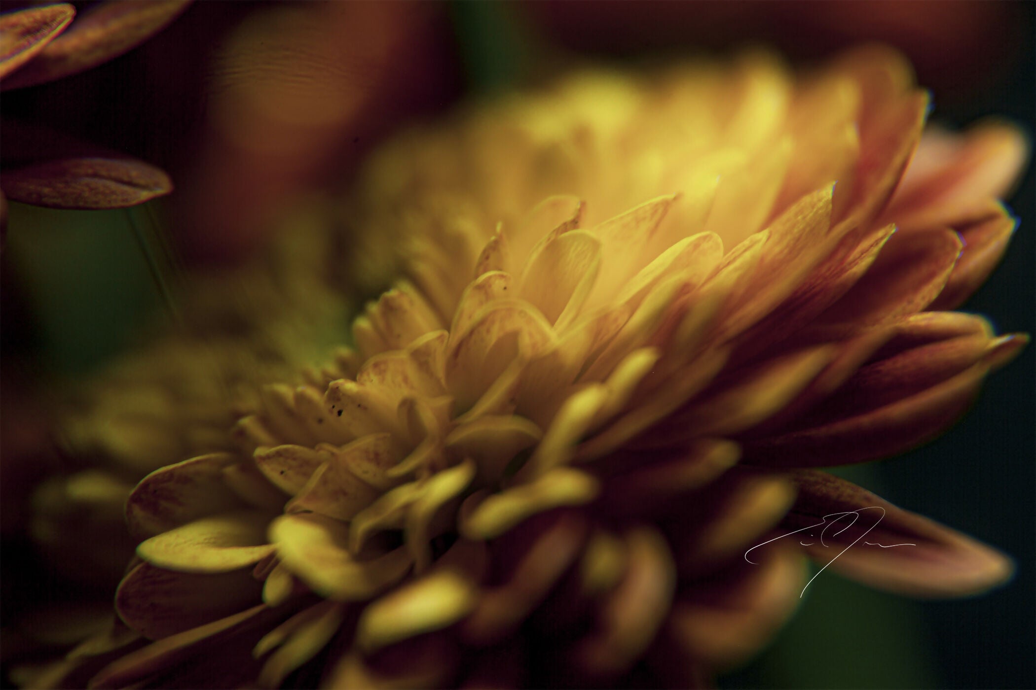 Art Contemporary Photography Prints 'Petal's Glow' Eric C. Jackson Studio