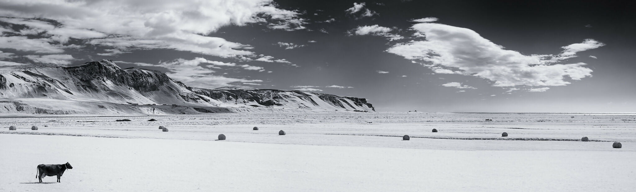 Photography One Cow, Thirteen Hay Bales, Iceland John Lehet