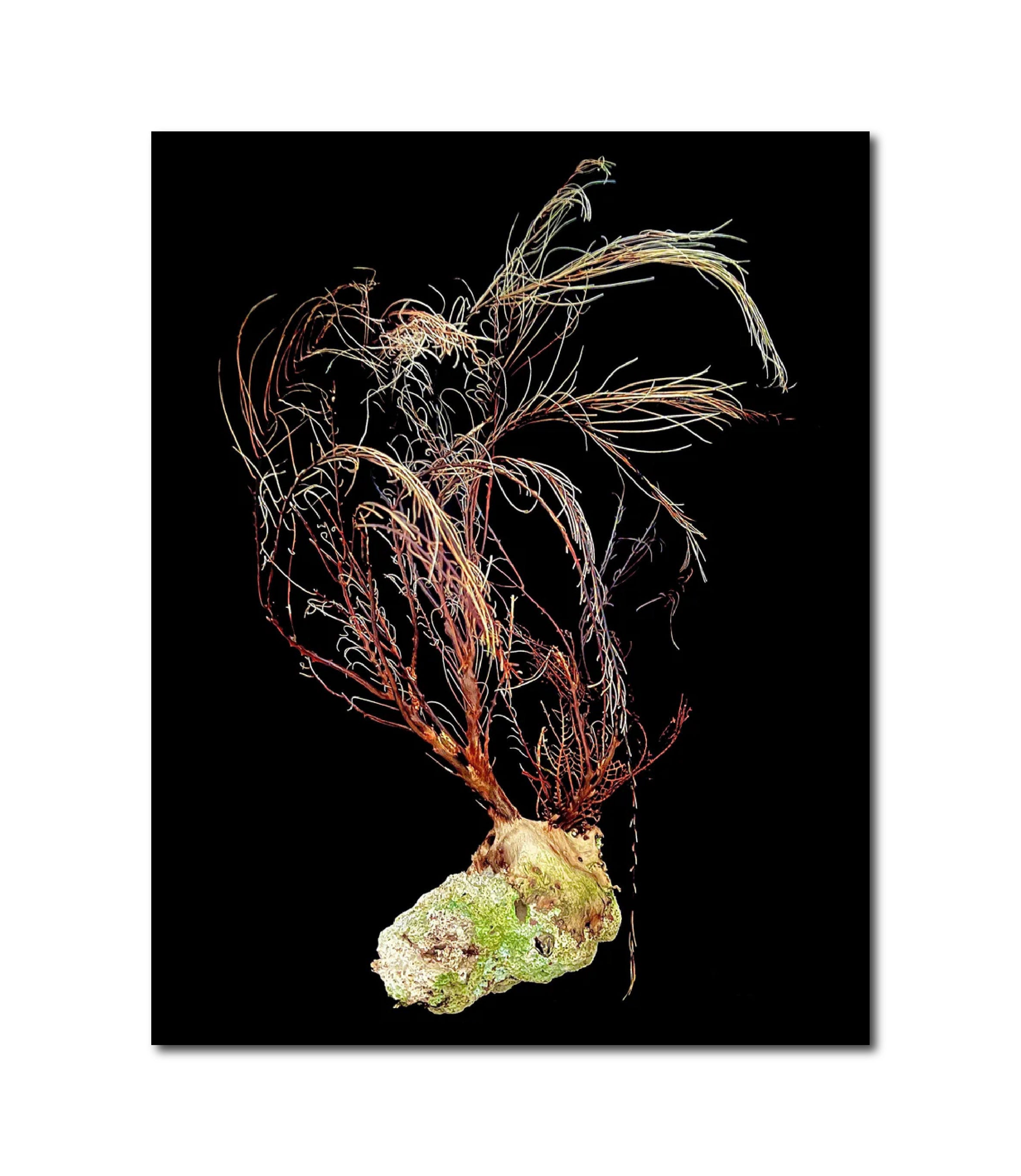 PhotoArt 'CARIBBEAN REEF REMNANT I' Nancy Breakstone