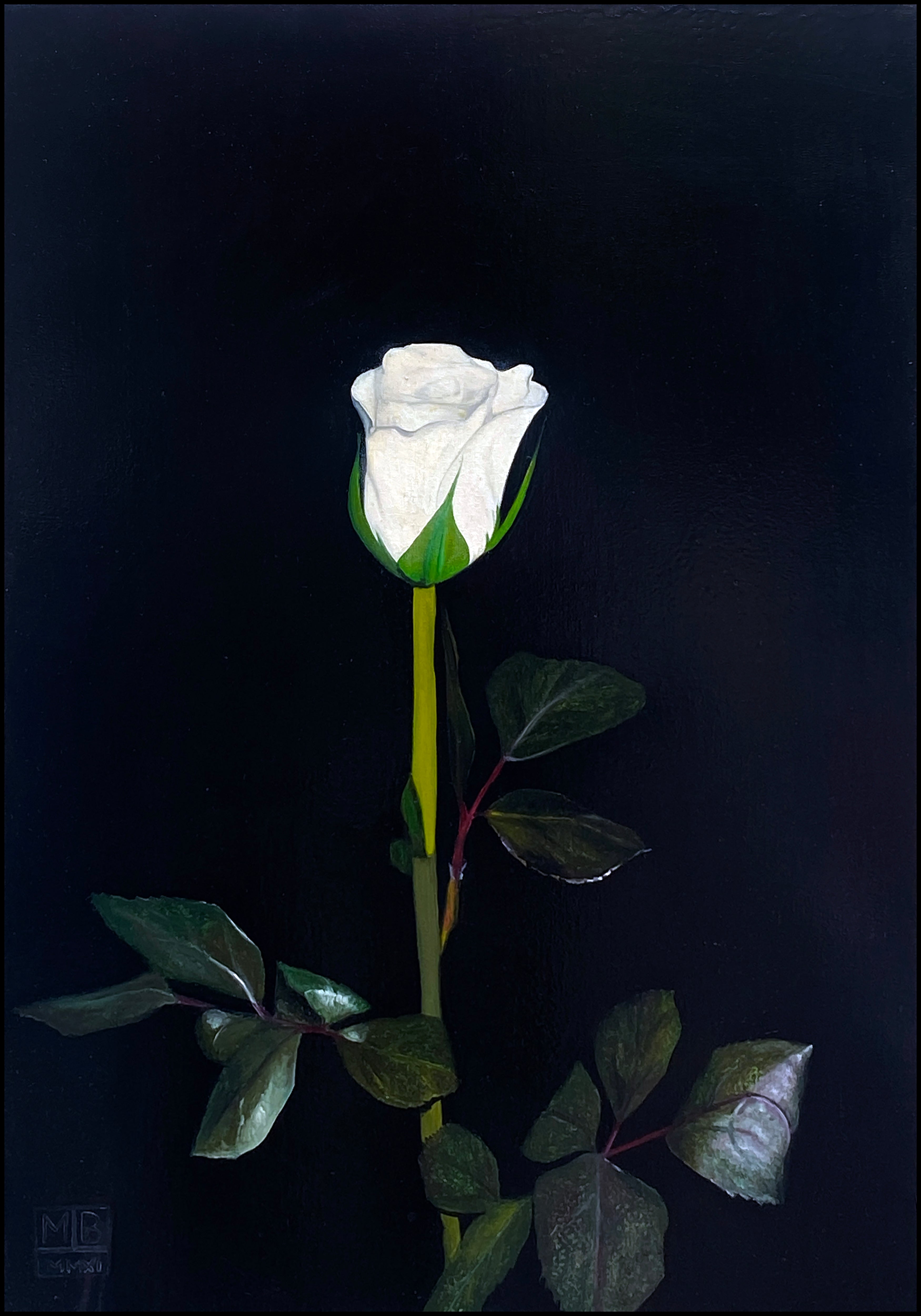 Oil 'WHITE ROSE' - Oil on Canvas Apricus Art Collection