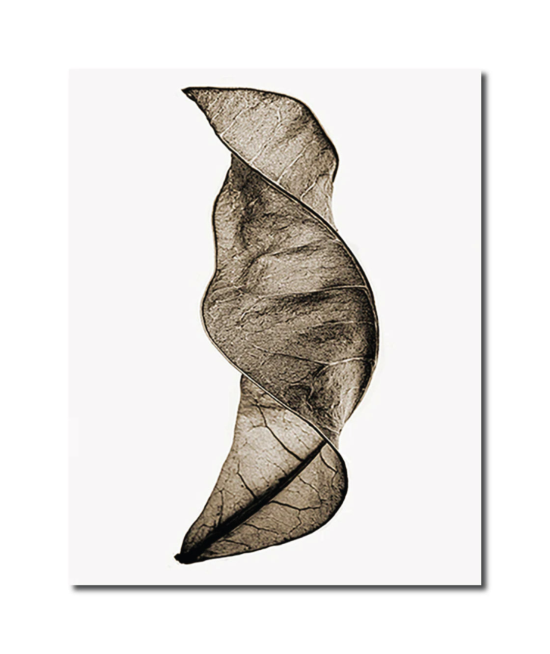 Botanical photography 'LEAF' - Digital Photo Allan Baillie