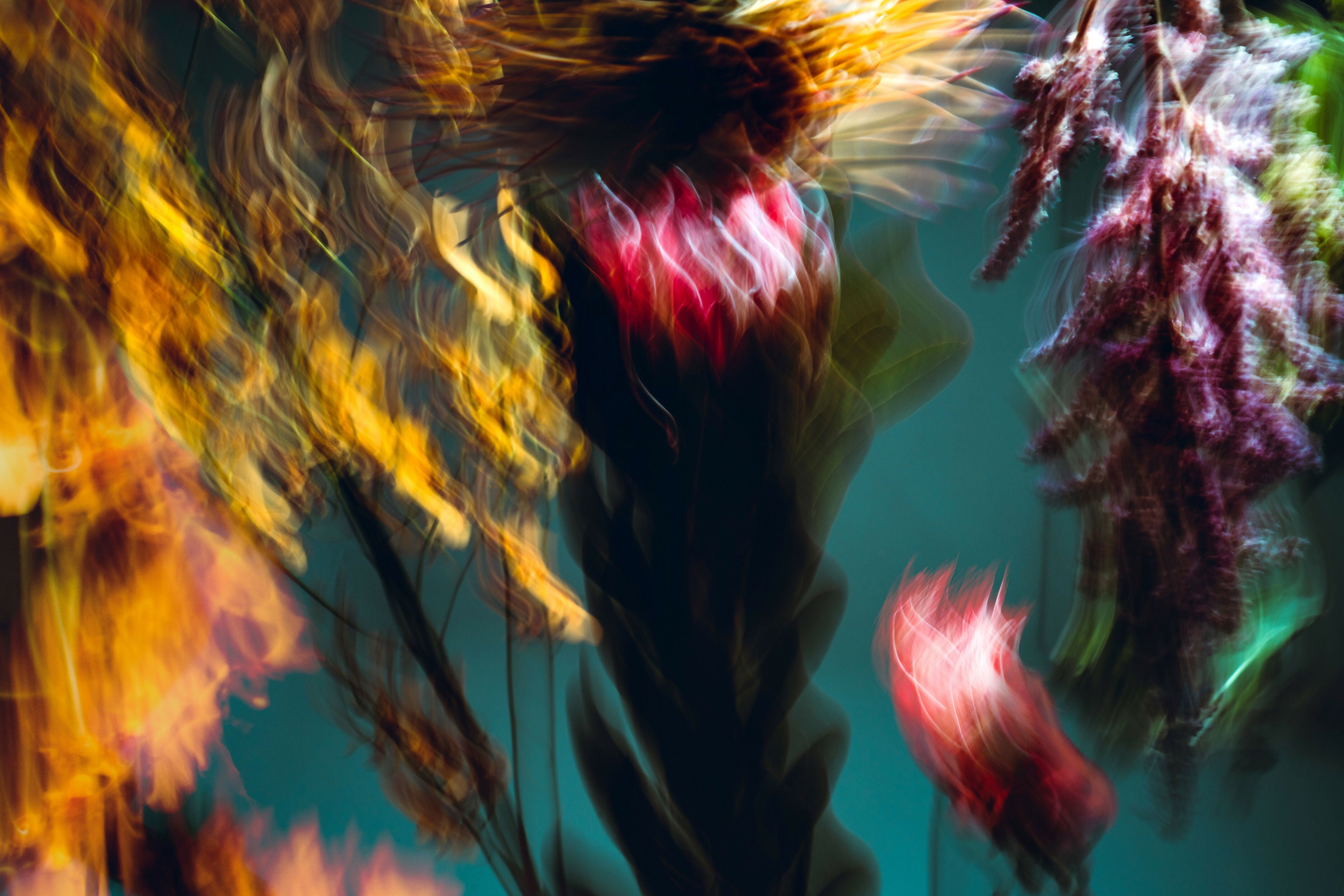 Photography Prints 'Fleur Bleur' Reed Decker