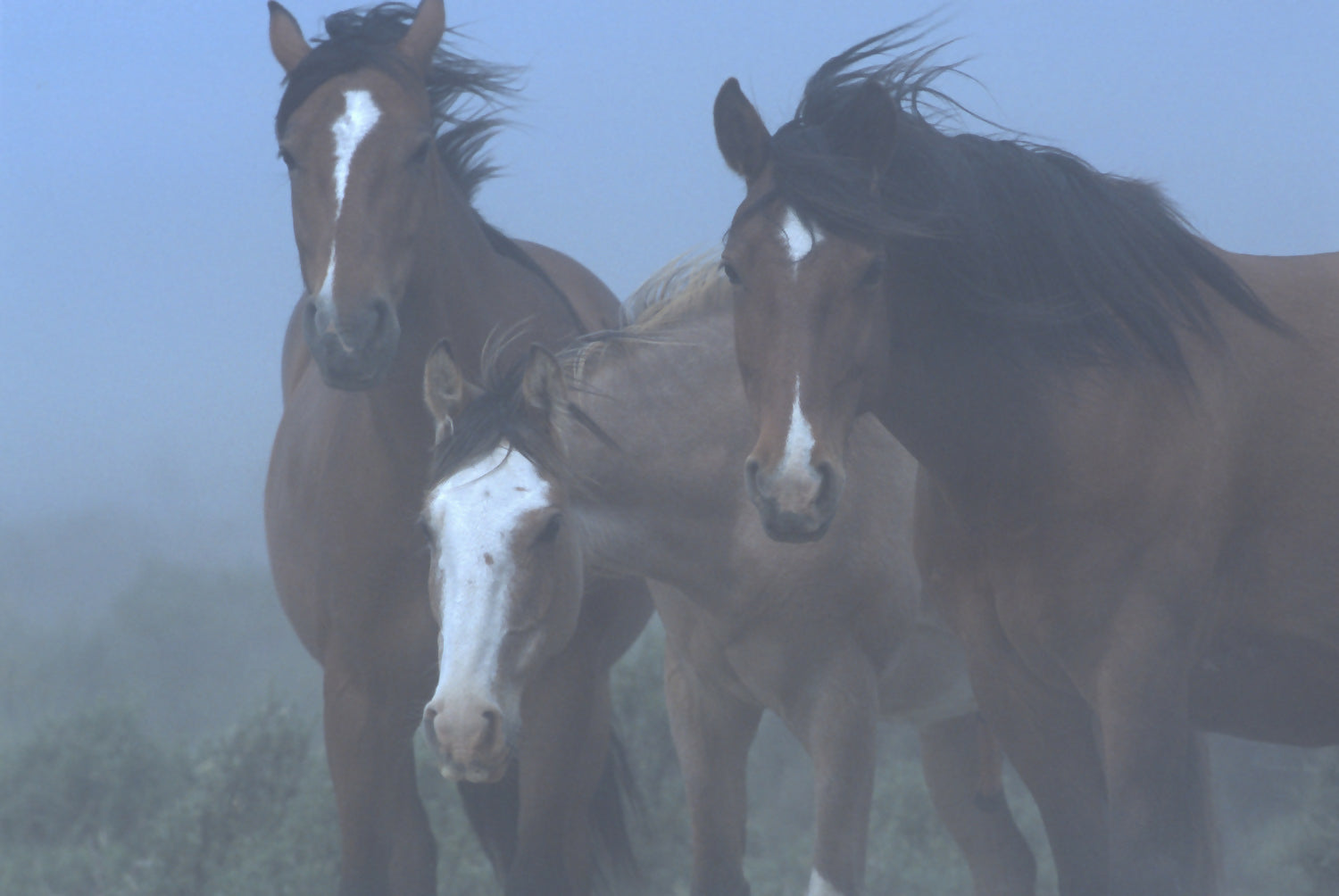 Landscape Photography Wild Horses in blowing dust, Patagonia, Argentina Peter Essick