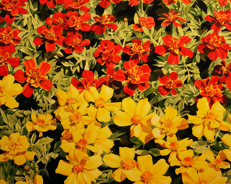 Watercolor Marigolds Nature by MJ