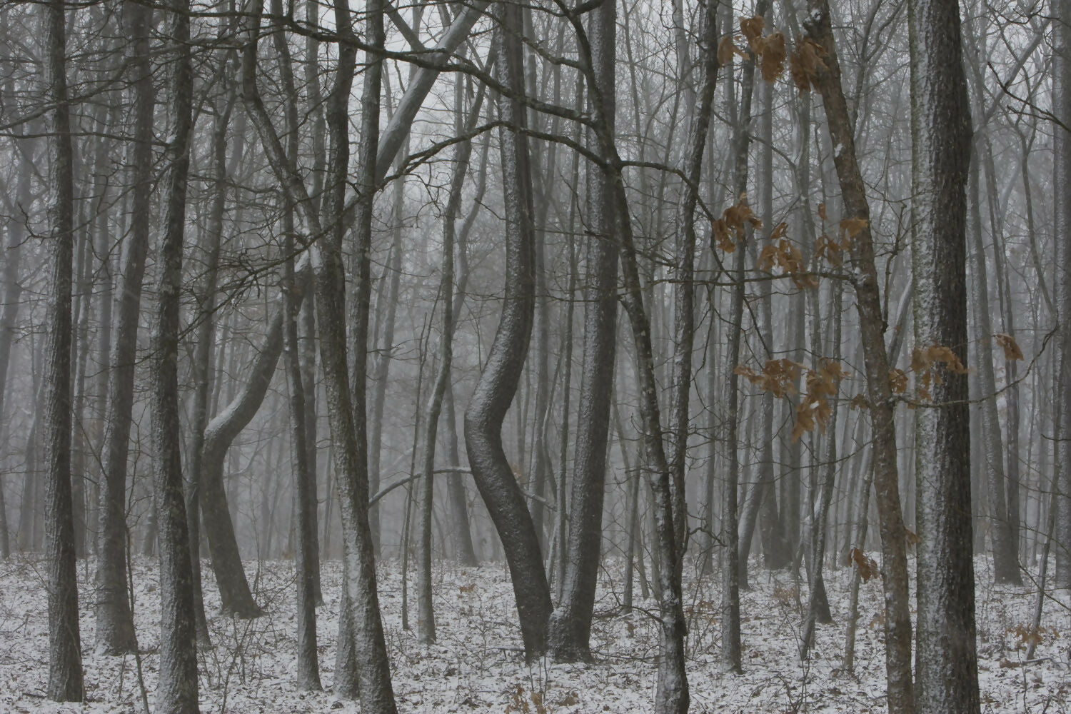 Landscape Photography White Rock Mountain, snowstorm, Ozark Highlands Trail, Arkansas Peter Essick