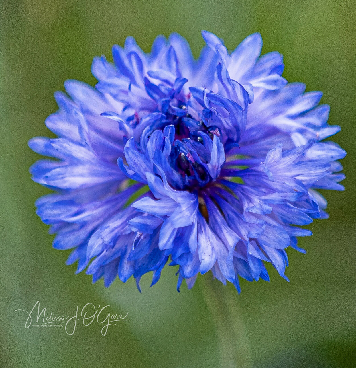 Photography A Study in Blue melissaogara.photography