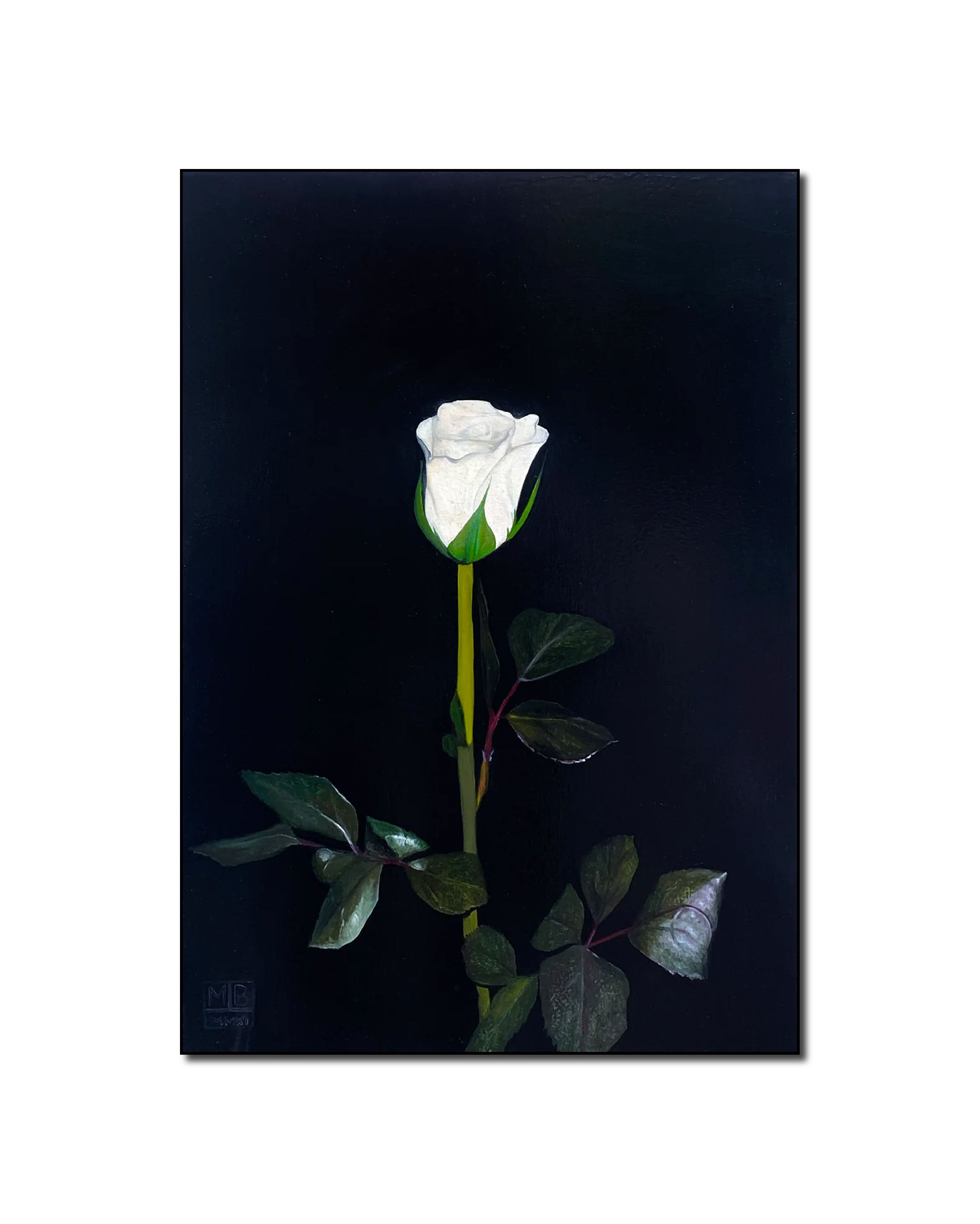 Oil 'WHITE ROSE' - Oil on Canvas Apricus Art Collection