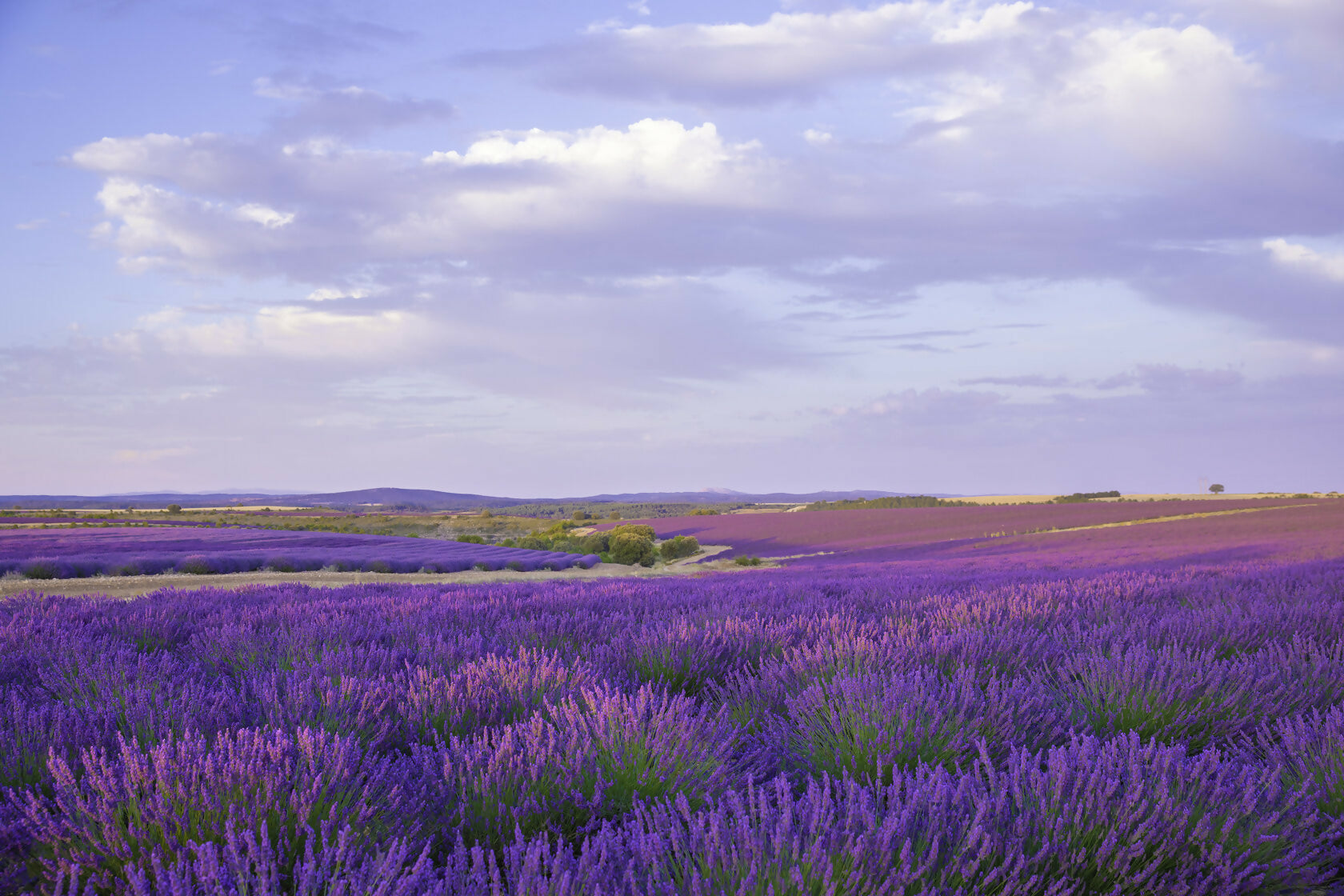 Contemporary Landscape Song of purple I Viet Ha Tran